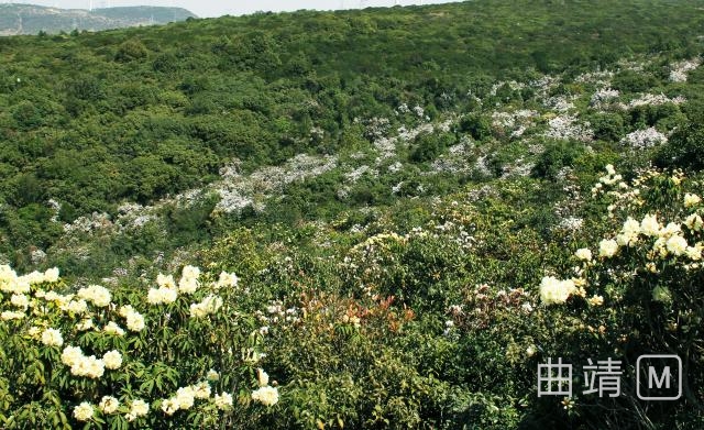 ���������ɽ�ž黨    ��Ӱ/����ƽ