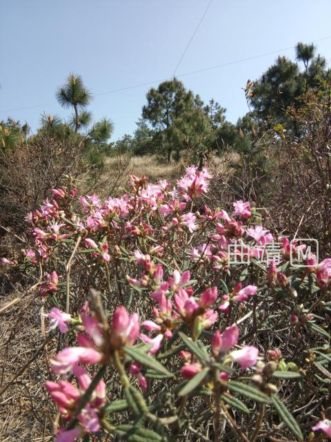 �����ɽ��Ұ��