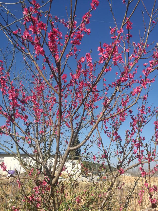 ���ɽ��ӣ��